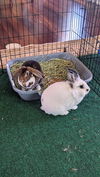 adoptable Rabbit in , IA named Melody and Cadence