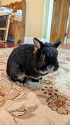 adoptable Rabbit in , IA named Lucky