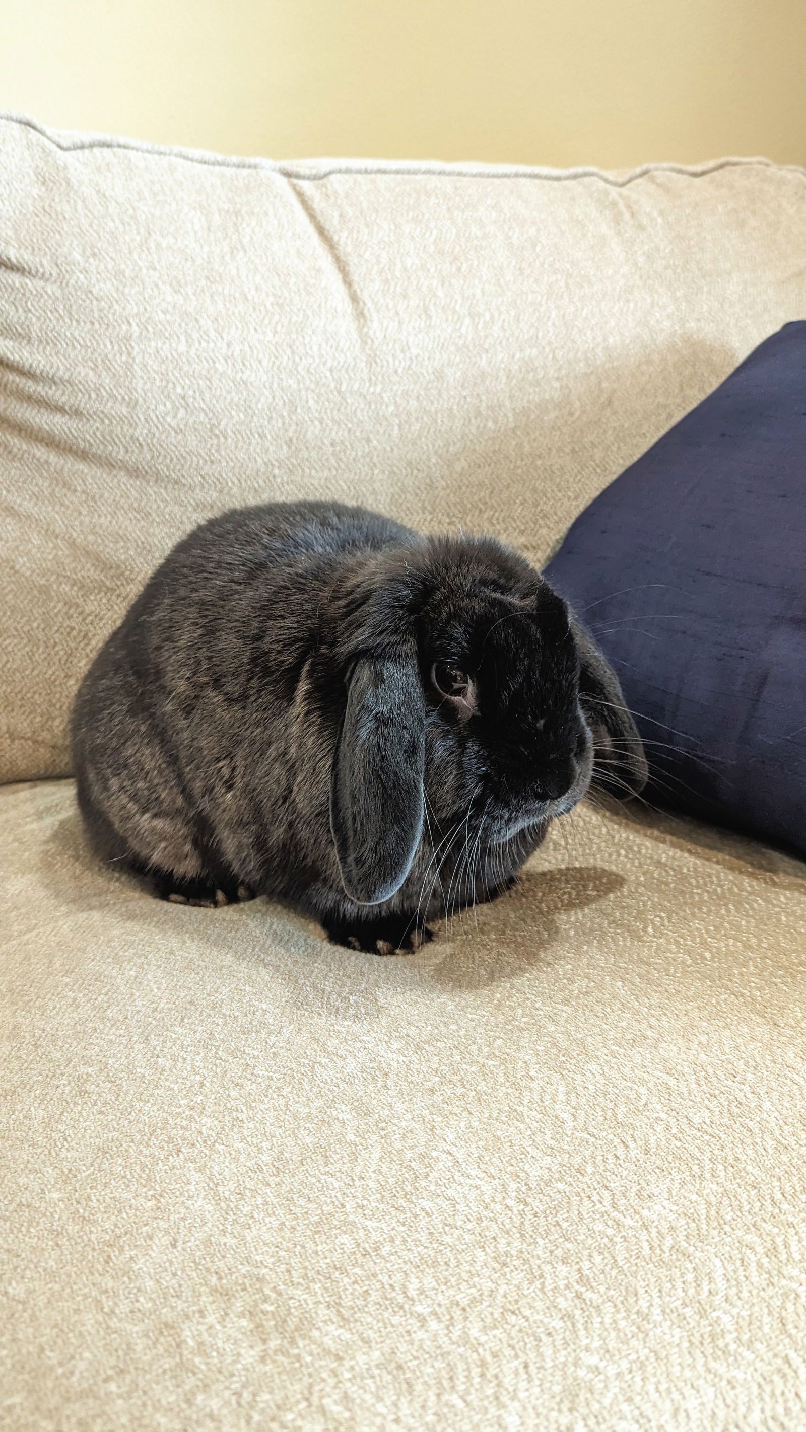 adoptable Rabbit in Coralville, IA named Orion