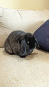 adoptable Rabbit in , IA named Orion