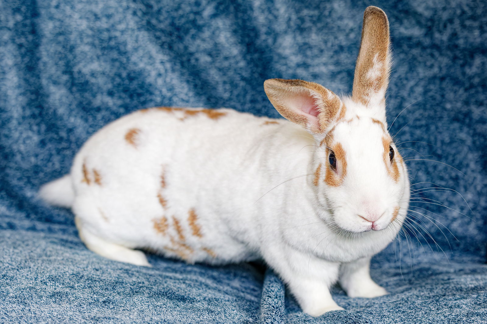 adoptable Rabbit in Coralville, IA named Maxine