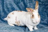 adoptable Rabbit in  named Maxine