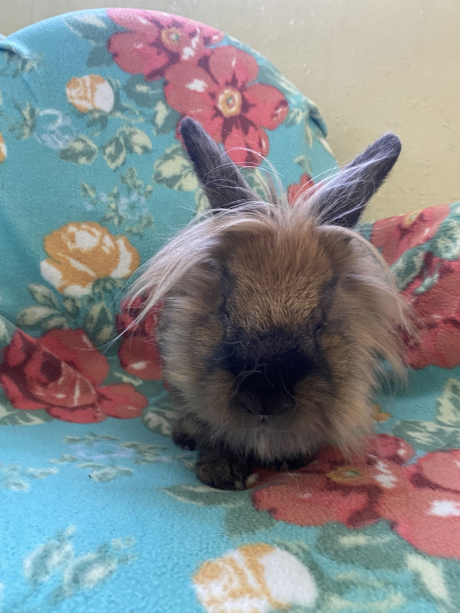 adoptable Rabbit in Coralville, IA named Orville