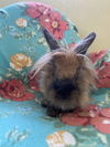 adoptable Rabbit in  named Orville