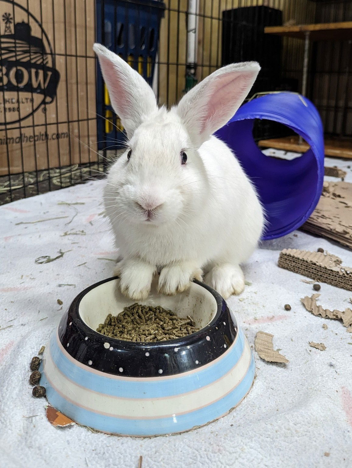 adoptable Rabbit in Coralville, IA named Humphrey