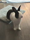 adoptable Rabbit in  named Mopsy