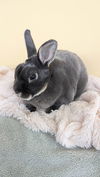 adoptable Rabbit in , IA named Veeta