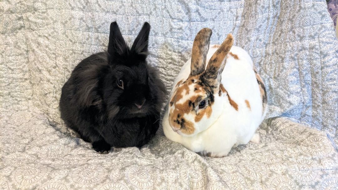 adoptable Rabbit in Coralville, IA named Koko and Peewee