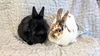 adoptable Rabbit in , IA named Koko and Peewee