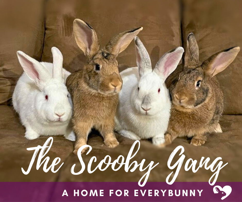 adoptable Rabbit in Coralville, IA named The Scooby Gang