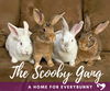 adoptable Rabbit in , IA named The Scooby Gang