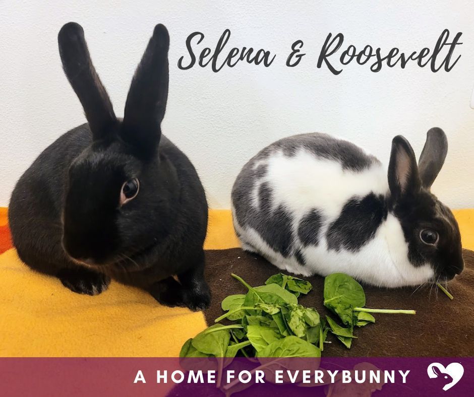 adoptable Rabbit in Coralville, IA named Selena and Roosevelt