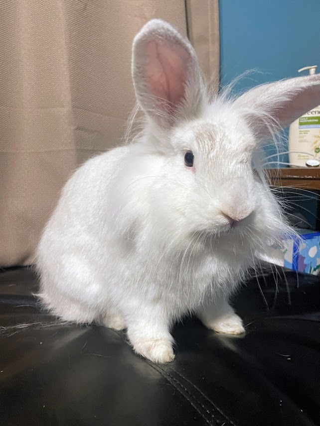 adoptable Rabbit in Coralville, IA named Patsy