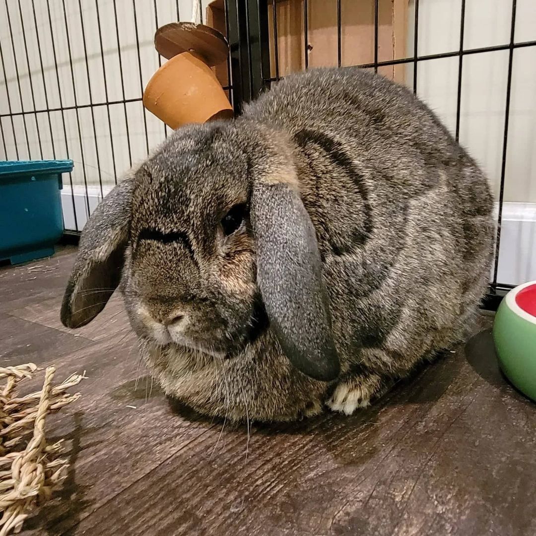 adoptable Rabbit in Coralville, IA named Hendrix