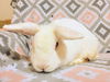 adoptable Rabbit in Coralville, IA named Pirate