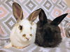 adoptable Rabbit in  named Yin and Yang