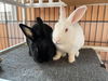 adoptable Rabbit in , IA named Harsha & Mouri