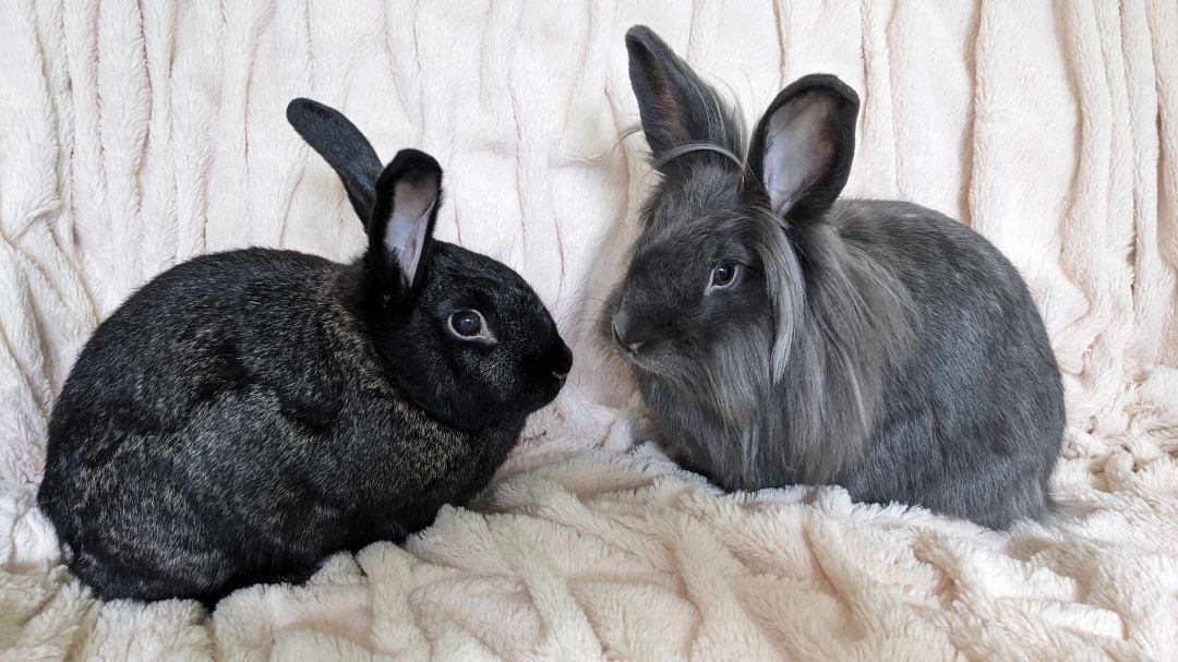 adoptable Rabbit in Coralville, IA named Dusty and Virgil