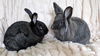 adoptable Rabbit in , IA named Dusty and Virgil