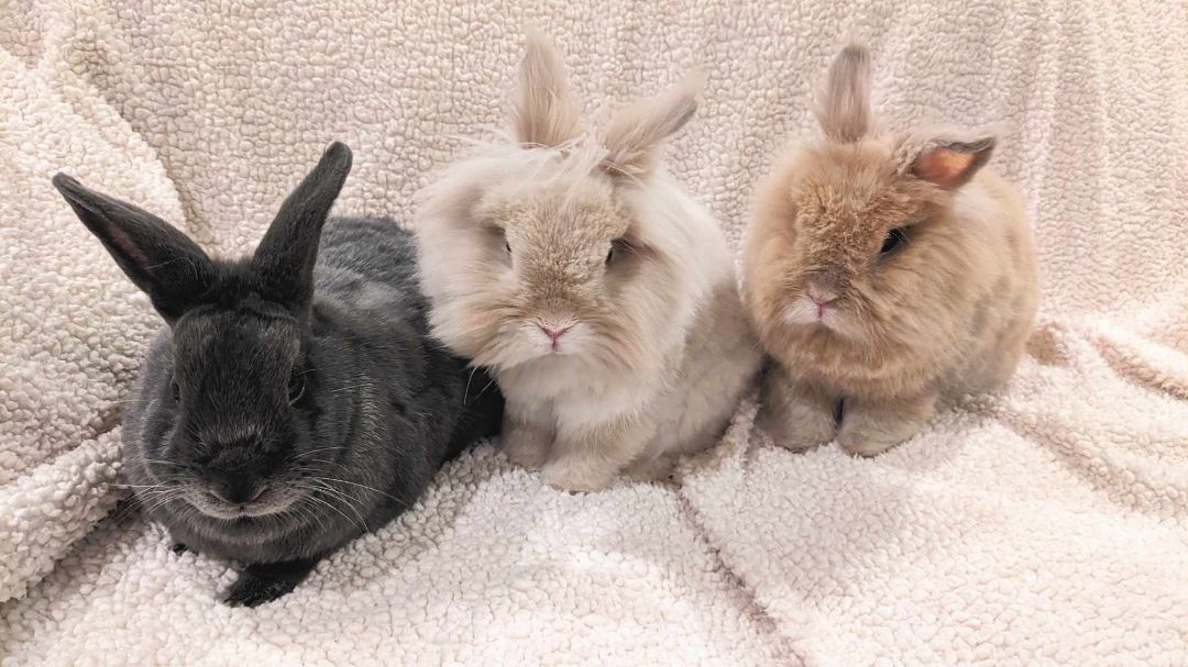 adoptable Rabbit in Coralville, IA named Martin, Rory, and Wesley