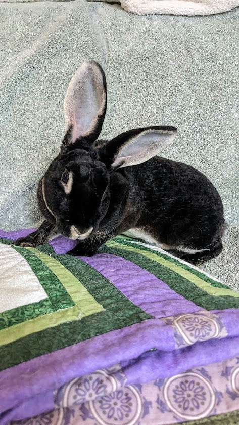 adoptable Rabbit in Coralville, IA named Tempest