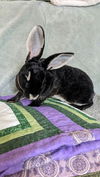 adoptable Rabbit in  named Tempest