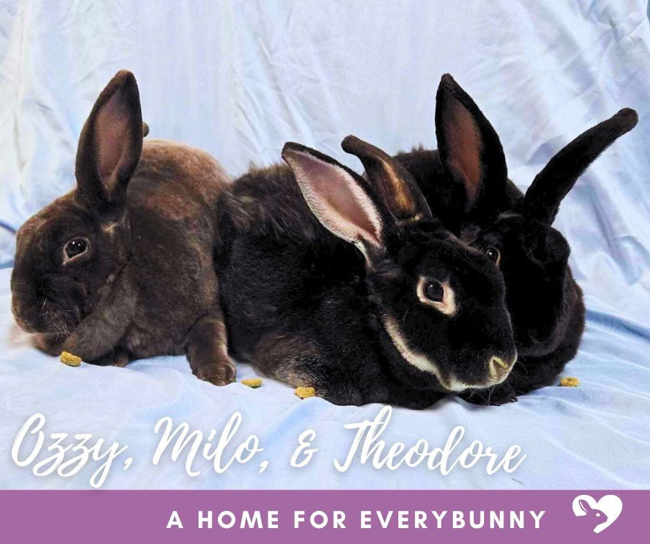 adoptable Rabbit in Coralville, IA named Ozzy, Milo, & Theodore