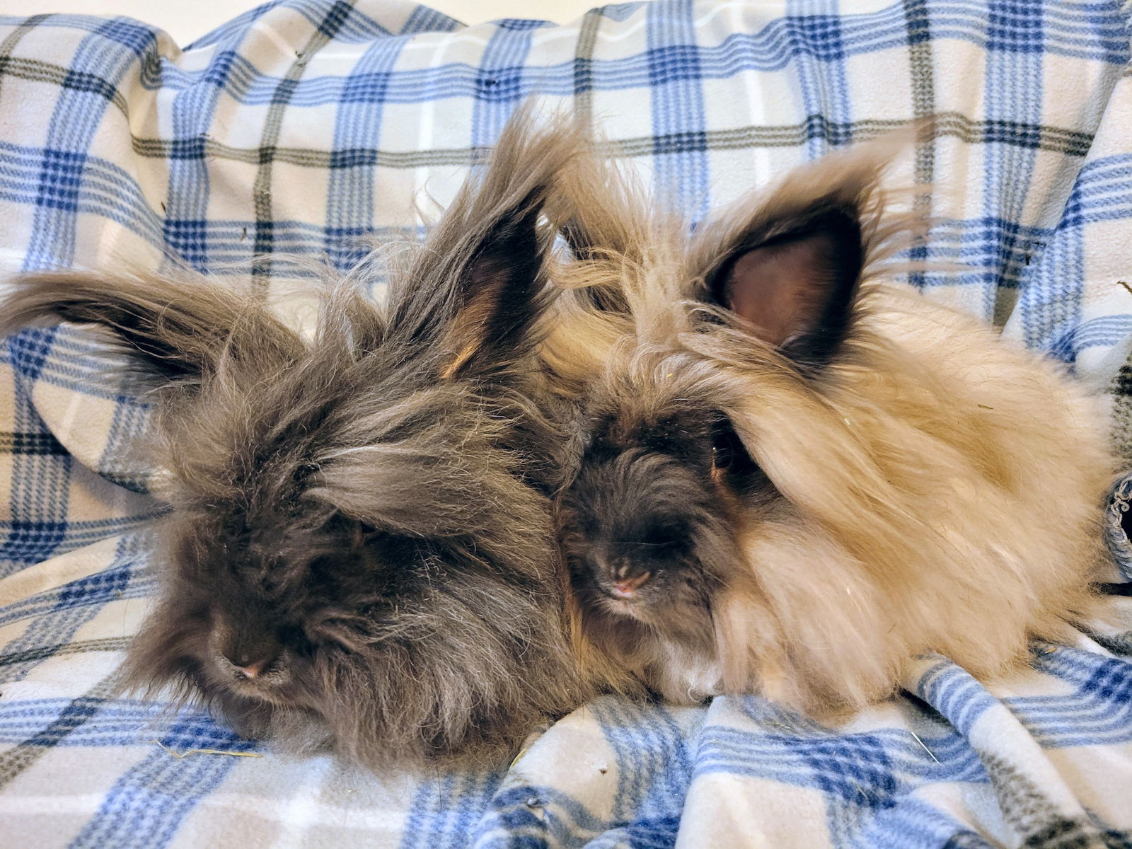 adoptable Rabbit in Coralville, IA named Beanie and Sugarpuff