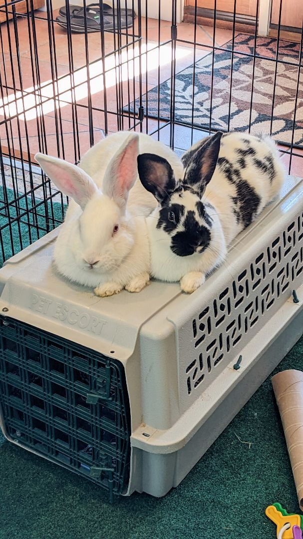 adoptable Rabbit in Coralville, IA named Pauly and Sybil