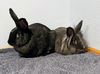 adoptable Rabbit in Coralville, IA named Butch and Lester