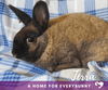 adoptable Rabbit in Coralville, IA named Terra