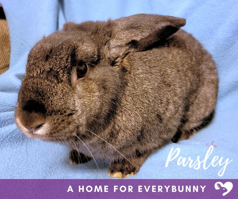 adoptable Rabbit in Coralville, IA named Parsley