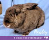 adoptable Rabbit in , IA named Parsley