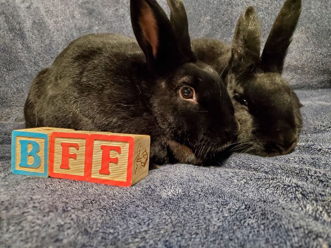 adoptable Rabbit in Coralville, IA named Aquarius and Delphina