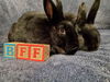 adoptable Rabbit in , IA named Aquarius and Delphina