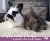 adoptable Rabbit in  named Peter and Paula