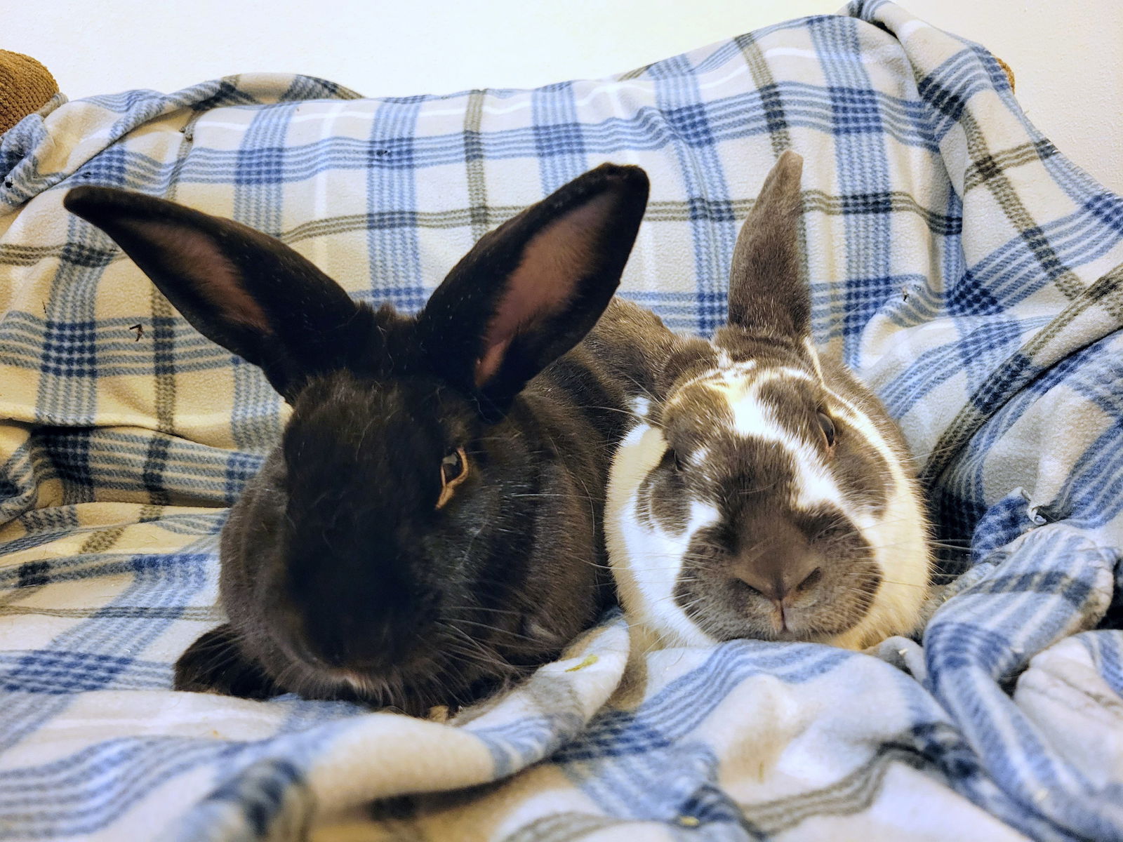 adoptable Rabbit in Coralville, IA named Acaiberry and Gojiberry