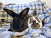 adoptable Rabbit in , IA named Acaiberry and Gojiberry