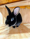 adoptable Rabbit in  named Otto