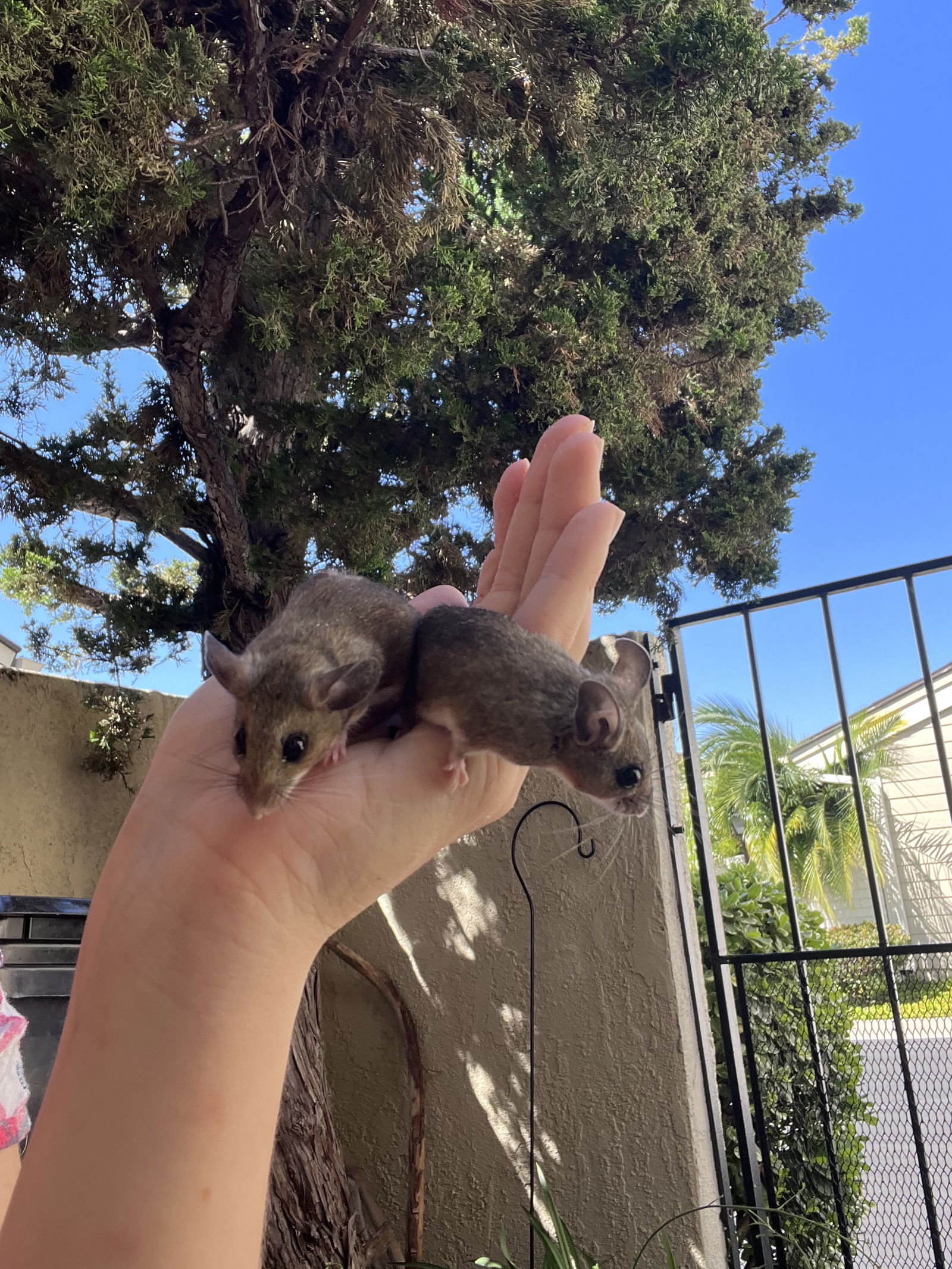 adoptable Mouse in Irvine, CA named Filly, Foal, and Colt