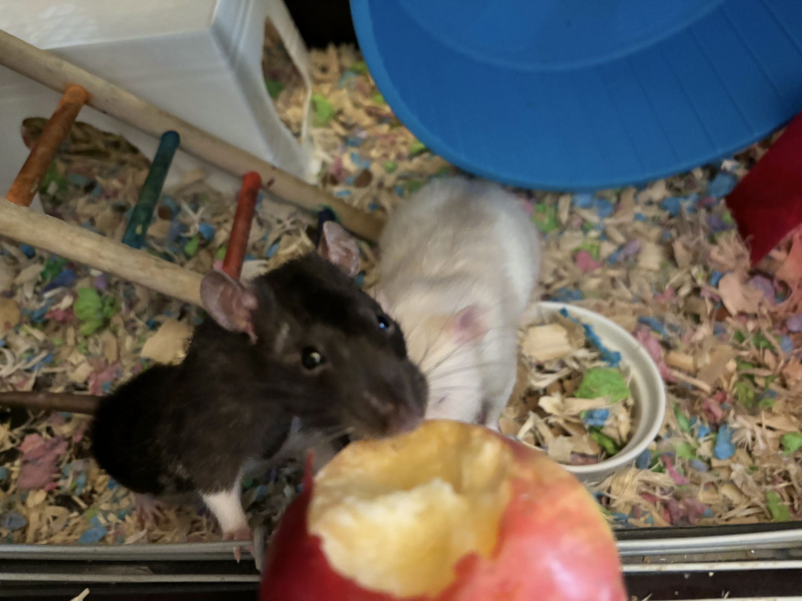 adoptable Rat in Irvine, CA named Punkie and Milkshake