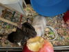 adoptable Rat in Irvine, CA named Punkie and Milkshake