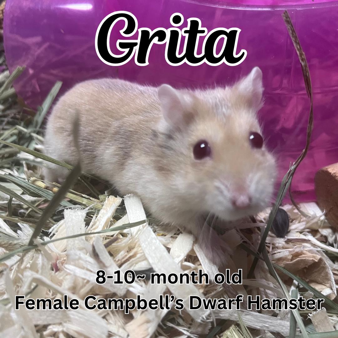 adoptable Hamster in Irvine, CA named Grita