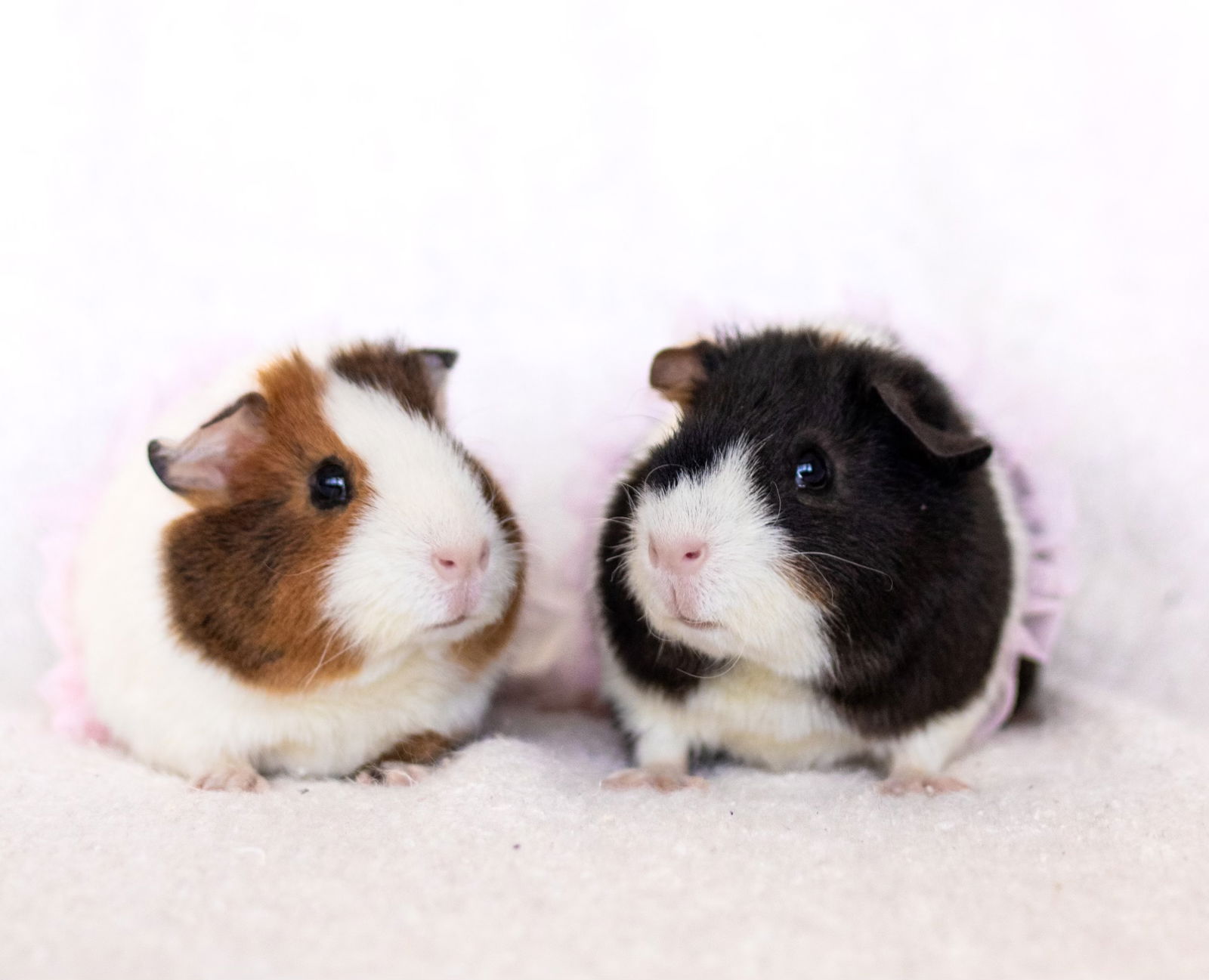 adoptable Guinea Pig in Irvine, CA named Daisy and Lily