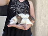 adoptable Rat in  named Sara, Snowflake, and Azulie