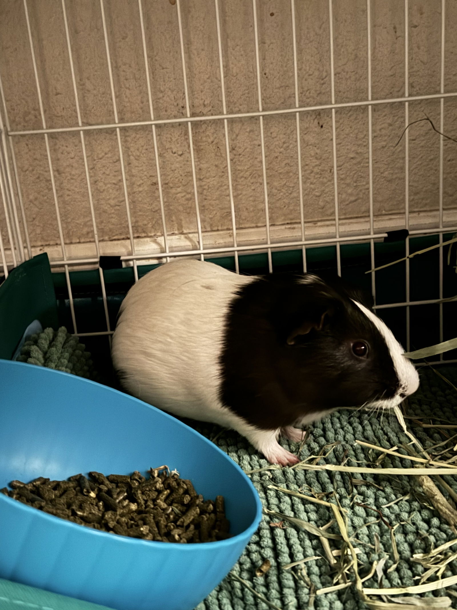 adoptable Guinea Pig in Irvine, CA named Buddy