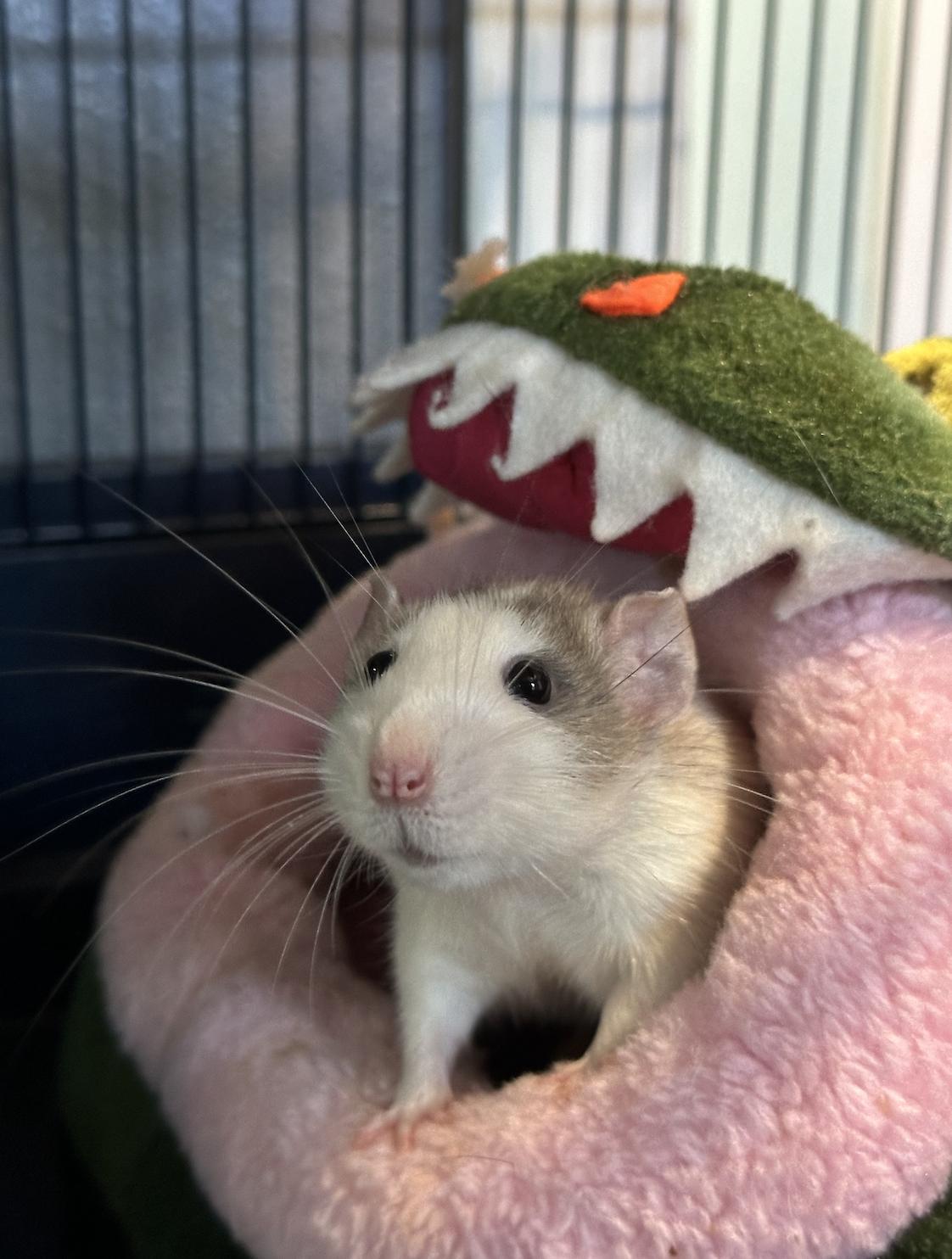 adoptable Rat in Irvine, CA named Rowan and Derby