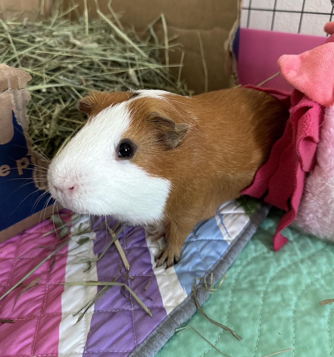 adoptable Guinea Pig in Irvine, CA named Carlitos and Pepito