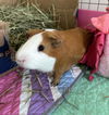 adoptable Guinea Pig in  named Carlitos and Pepito