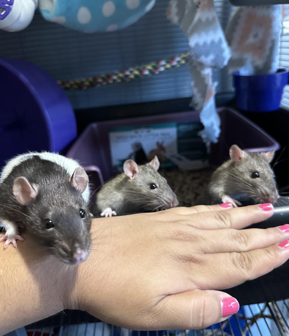 adoptable Rat in Irvine, CA named Mocha, Matcha and Boba